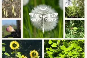 Atelier : découverte de la Gemmothérapie