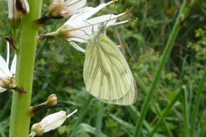 Papillonnez sur la Réserve