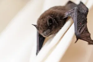 La nuit internationale de la chauve-souris