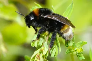 En quête des insectes pollinisateurs !