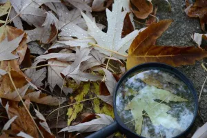 Chasse au trésor dans les vignes au Domaine Sauvète