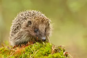 Mission hérisson : à la découverte d'un drôle de petite piquant