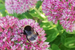 Le monde précieux des pollinisateurs