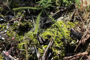 Escapades Nature : Les plantes carnivores