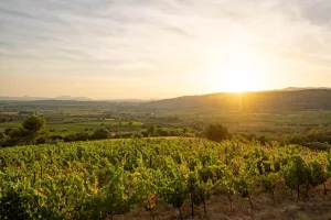 BALADE VIGNERONNE