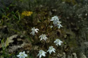 A la recherche du Siméthis à feuilles planes