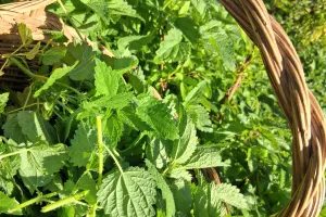 Atelier remèdes et bienfaits des plantes sauvages