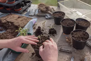 Journée TROC’PLANTS à l’ALSH