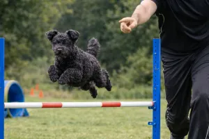 Concours d'Agility