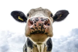 Comice agricole