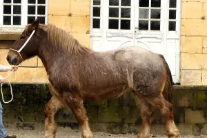 Festival du Cheval de Trait