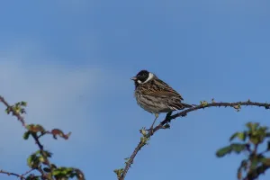Les oiseaux nicheurs