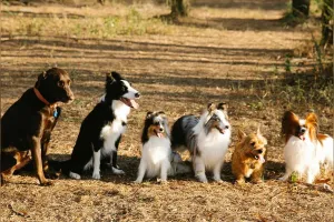 Vivre Canin