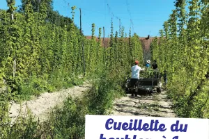 Découverte des savoir-faire locaux : Cueillette du houblon à Lux