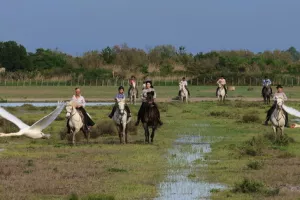 Camargue Passion Territoire