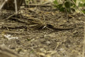 Crépuscule en Forêt : l’engoulevent et autres animaux nocturnes en parade – Nouveauté 2026