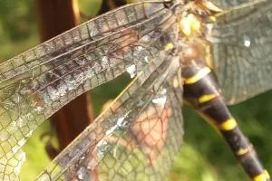 Mademoiselle libellule