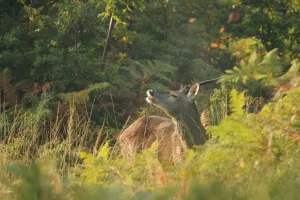 A la découverte des cervidés en forêt de Lancosme