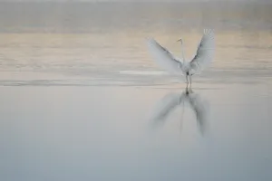 Découverte des oiseaux avec la LPO