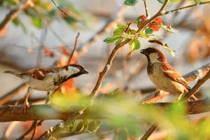 Exposition : Observons les oiseaux