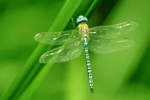 Libellules et papillons