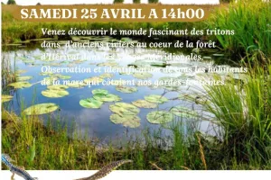 Tritons, les dragons de la mare