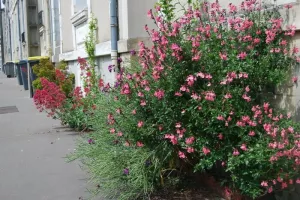 Éventail des plantes sauvages