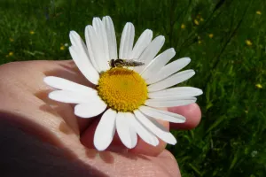 Balade botanique et rencontre avec les pollinisateurs