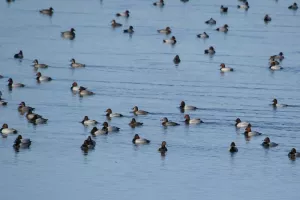 A la découverte des oiseaux d'eau hivernants