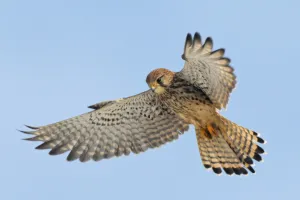 FAUCON CRÉCERELLETTE (ET AUTRES OISEAUX)