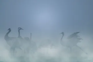 A la rencontre des Grues cendrées