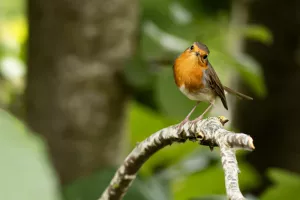 Les oiseaux de nos jardins