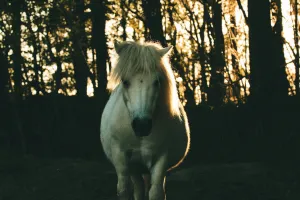 Rencontres Cultive Ta Science - médiation animale
