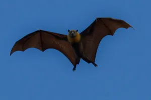 Sortie Nature : Le bal des chauves-souris