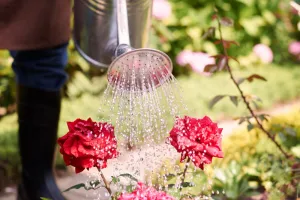 Événement Nature & Vous - Un potager économe en eau