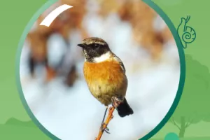 Exposition interactive : « Observons les oiseaux »