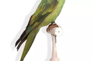Visite guidée : Drôles d’oiseaux, lumière sur une collection exotique