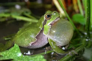 Fréquence Grenouille :  Partez à la découverte des batraciens & amphibiens de Sermizelles, le vendredi 24 avril