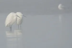 Le bal hivernal des oiseaux