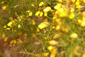 Plantes utiles au quotidien