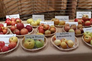 Exposition de fruits d'automne