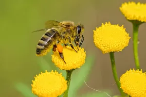 Visite gourmande " Le monde fascinant des abeilles "