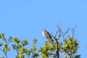Balade nature : la symphonie des oiseaux