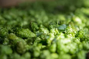 Fête du Houblon