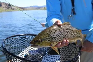 Pêche à la truite