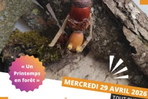 Libération des Petits bonshommes des bois dans la nature