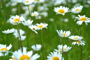 Le printemps des plantes à Saint Laurent d'Arce