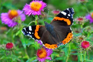 Fête du printemps