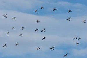 Observer les oiseaux migrateurs sur la Corniche basque