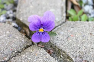 L'ABC DU HAUT-MINERVOIS - BIODIVERSITÉ EN VILLE